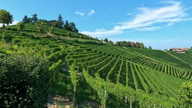 Rolling green vineyards on sunlit hillside under a clear blue sky with wispy clouds.