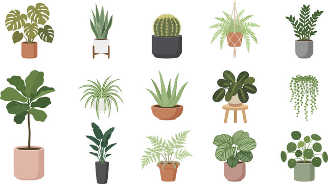 potted indoor plants and houseplants collection with decorative foliage in various pots