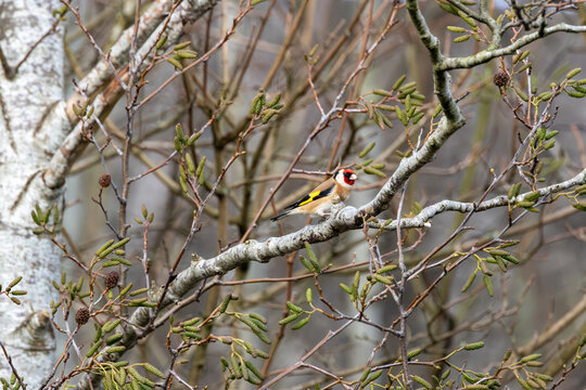 Adult European goldfinch in an alder tree