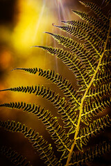 golden autumn fern leaf in a forest © Melinda Nagy