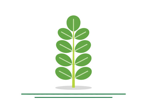 Flat Vector Illustration of Green Moringa Leaf Branch Isolated on White Background - Minimalist Herbal Superfood Design