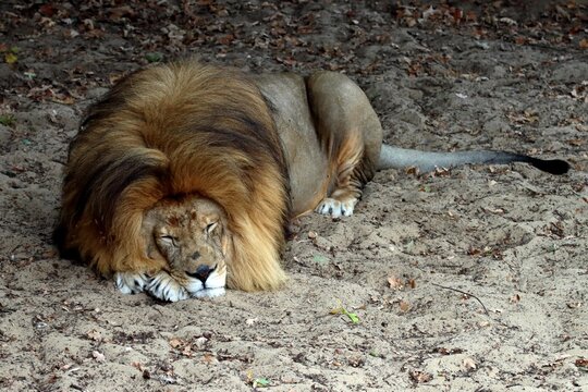 lion