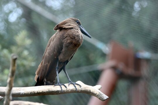 oiseau