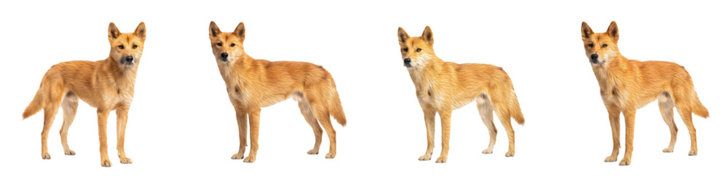 Australian Dingo Standing Full Body Poses Set   