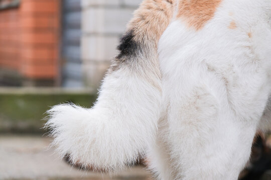 close up of white fluffy dog tail