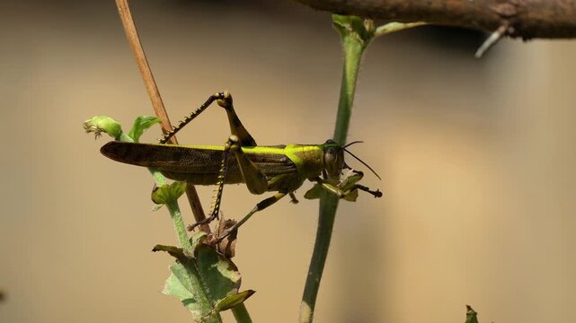 Macro video of a green grasshopper perched on a thin plant branch in a sunlit field, showing detailed insect anatomy and natural behavior in its wildlife habitat during the daytime.