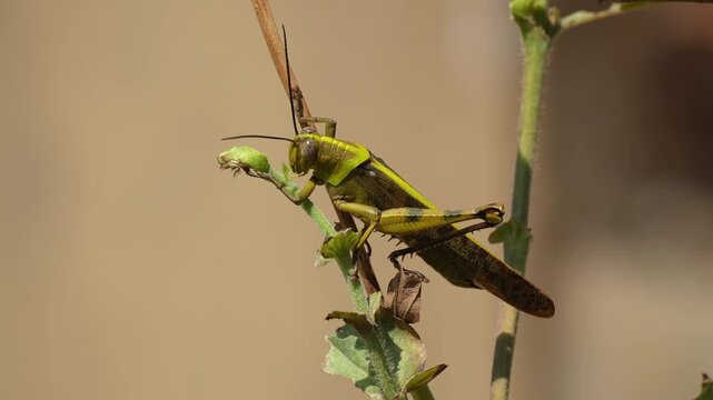 Macro shot of a vibrant green and brown grasshopper perched on a thin green plant stem in a garden, detailed view of the insect in its natural outdoor habitat with a soft blurred background.