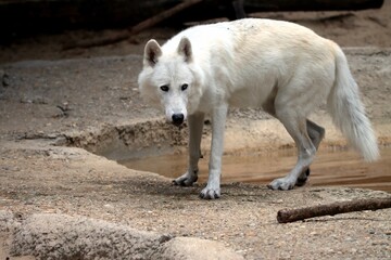loup © schoefolt