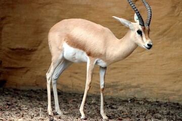 antilope © schoefolt