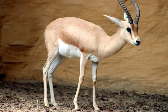 antilope