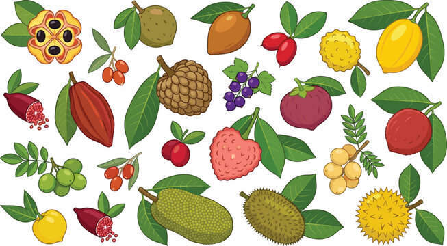 Tropical and Exotic Fruits Collection Vector Illustration Set Featuring Ackee Sugar Apple Lychee Cocoa Cacao and Durian for Healthy Nutrition Graphic Designs