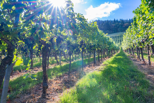 Bright Sunlight Passes through Spatburgunder Grapes on the Vines in a Vineyard