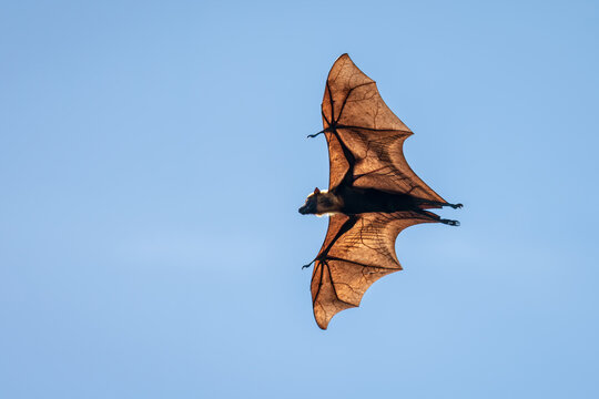 Backlit bat in flight against clear blue sky, wings fully extended with visible vein structure, dramatic lighting highlights texture and anatomy, capturing motion, wildlife behavior, bat in action