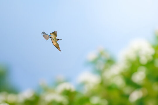 vibrant bee-eater bird glides gracefully through bright blue sky, carrying a caught insect in its beak, softly blurred green foliage and white blossoms create beautiful, natural backdrop