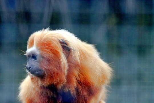 singe