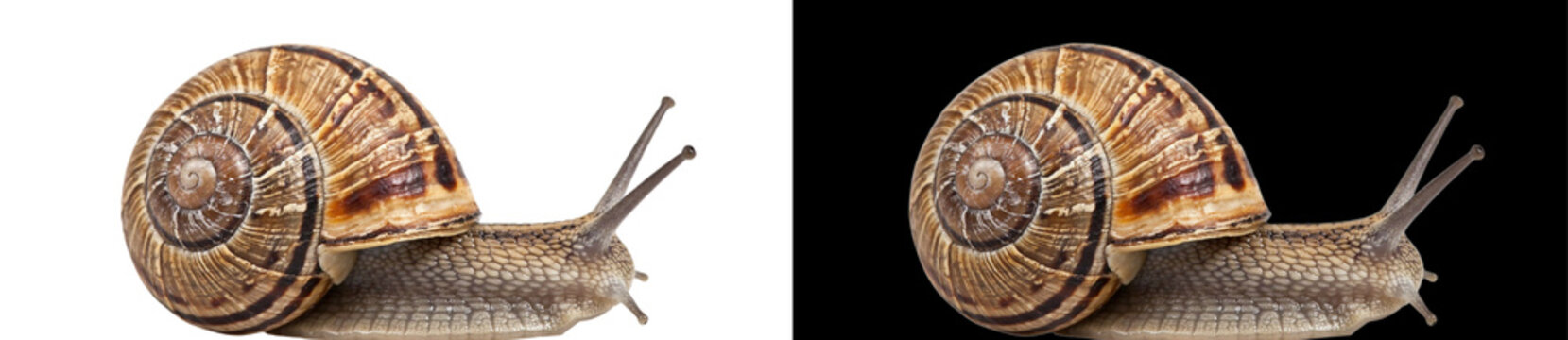 Garden snail isolated on white and black background, macro photography of a common land snail with spiral shell, gastropod mollusk side view for nature education and biology design