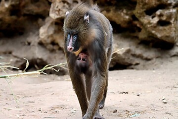 singe © schoefolt