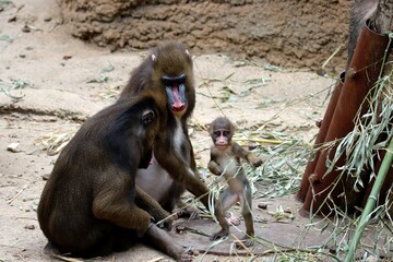 singe © schoefolt