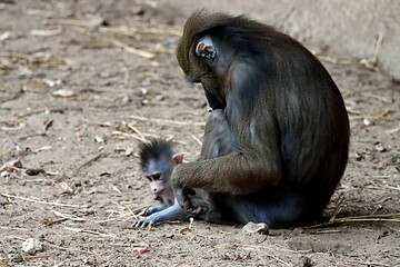 singe © schoefolt