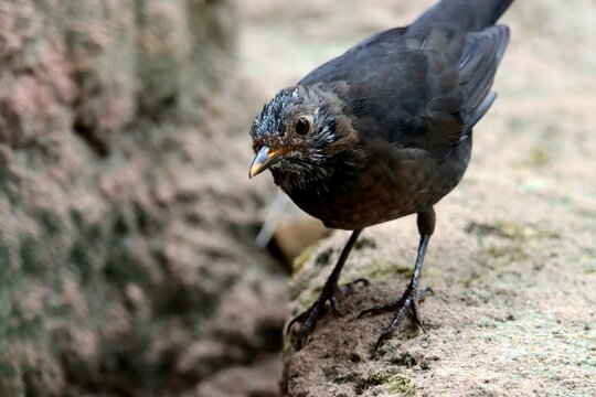 oiseau