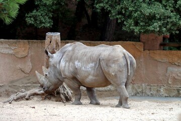 rhinoceros © schoefolt