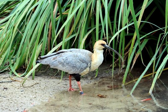 ibis