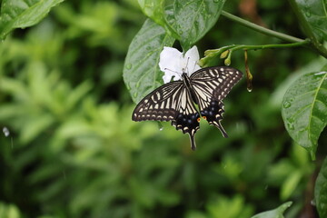 A swallowtail butterfly sipping nectar from a white flower in the rain © Mt. Cape