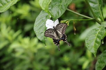 A swallowtail butterfly sipping nectar from a white flower in the rain © Mt. Cape