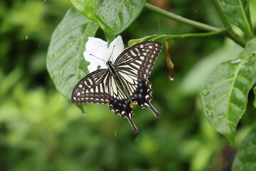 A swallowtail butterfly sipping nectar from a white flower in the rain © Mt. Cape