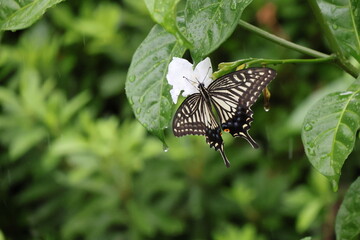 A swallowtail butterfly sipping nectar from a white flower in the rain © Mt. Cape