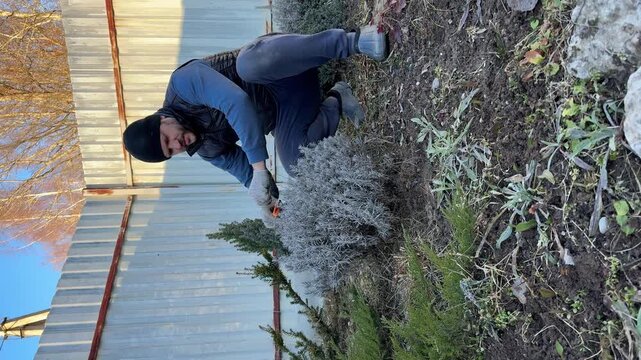 Vertical video of male gardener using hand pruner tool to trim dry lavender bush branches on a flower bed near a fence during seasonal backyard care.