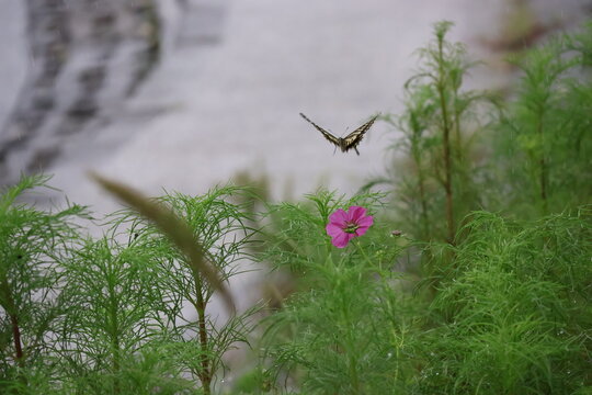 A lively swallowtail butterfly in the heavy rain