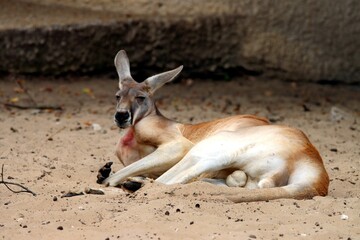 kangourou © schoefolt