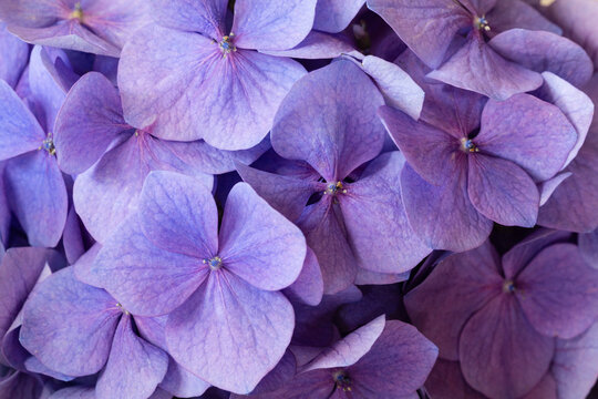 Close-up of purple hydrangea flowers