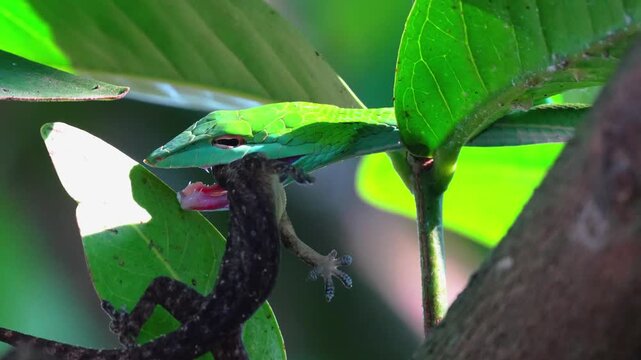 Dramatic close up of an Oriental Whip Snake or Asian Vine Snake hunting and swallowing a lizard in the tropical jungle, showcasing predator and prey interaction in the natural environment.