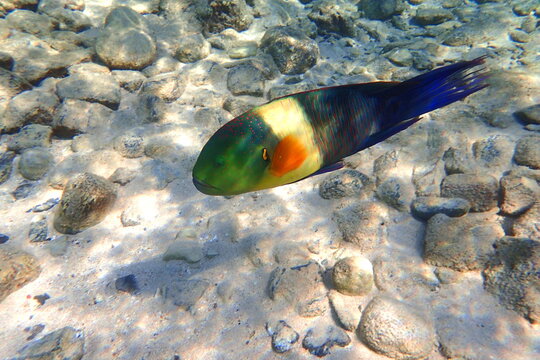Klunzinger's Wrasse Gliding Over Shallows, Sunlight Dappled