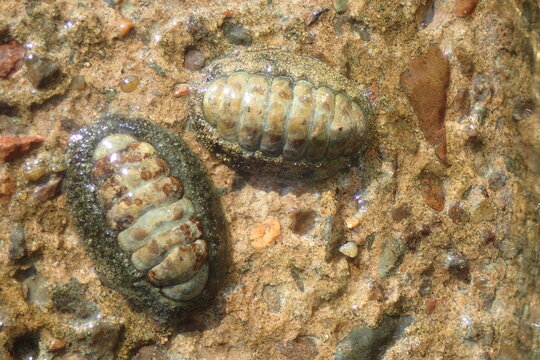 Resilient Chitons Clinging to Wet Intertidal Rocks
