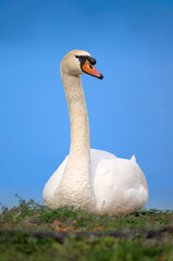 Swan Portrait © 颂 郭