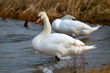 swan on the lake © 颂 郭