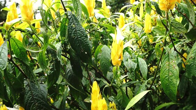 Bright yellow shrimp plant flowers bloom amidst lush green foliage under natural daylight