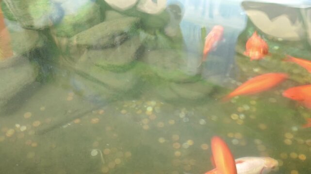 School of vibrant orange koi fish swim in murky water with coins scattered on the bottom. blurred motion