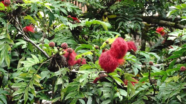 Vibrant red powder puff flowers bloom on a lush green tree branch, showcasing feathery petals against a soft natural backdrop