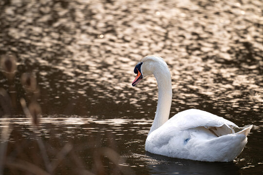 mute swan cygnus olor