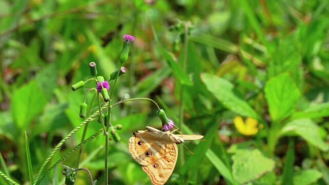 Beautiful brown butterfly with distinct eyespots perched on a small purple wildflower in a lush green meadow under bright sunlight, capturing a peaceful moment of nature in the wild