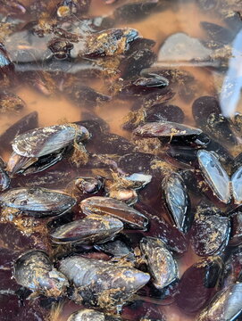 Fresh Mediterranean Mussels Il Capo Market Palermo