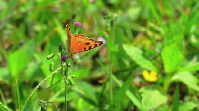 Close-up of a vibrant orange Peacock Pansy butterfly perched on a tiny purple wildflower in a lush green meadow, featuring delicate wings with distinct eyespot patterns in a nature scene.
