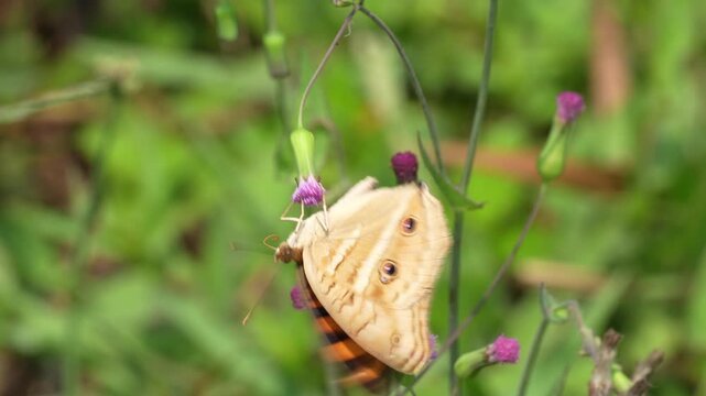 Macro view of a beautiful Peacock Pansy butterfly Junonia almana with distinctive eyespots landing on and pollinating small purple wildflowers in a bright green sunny outdoor meadow