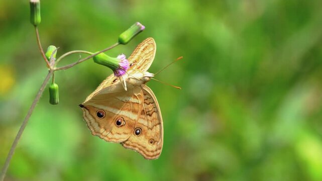 Beautiful Peacock Pansy butterfly or Junonia almana perching on a small purple wildflower in a vibrant green meadow, showcasing intricate wing patterns and distinctive eyespots in a natural habitat.