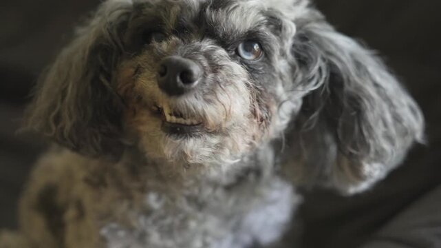 An elderly poodle mix bares her teeth in slow motion.
