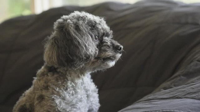 A side profile look of an elegant and silly dog.